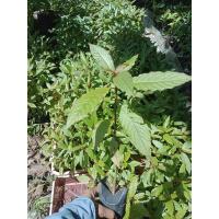 ราคา กระท่อมก้านแดง 1ชุดมี10ต้น (15072069814)