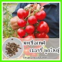 ราคา พร้อมส่ง รหัส 078 เมล็ดพันธุ์แท้ OP แท้ มะเขือเทศเชอรี่ลูกใหญ่ ลูกดก เป็นพวง Large Cherry Tomato เมล็ดมะเขือเทศ เมล็ดพันธุ์ผัก (7715477520)