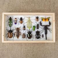 ราคา กรอบรูปแมลงสต๊าฟ กรอบรูปแมลงต่างๆ แมงป่อง แมงมุมสต๊าฟ กรอบรูปไม้ติดผนัง กรอบรูปผีเสื้อสต๊าฟ เพื่อการเรียนรู้ กรอบตกแต่งบ้าน (21016450608)