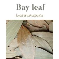 ราคา Bay leaf ใบเบย์ สายพันธุ์อินเดีย แบ่งขาย (19213718444)
