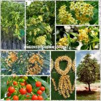 ราคา เมล็ดดอกมันปลากันเกรา บรรจุชุดละ300เมล็ด ดอกหอมมากกันเกราไม้มงคลประดับดอกหอมมาก (13899398709)