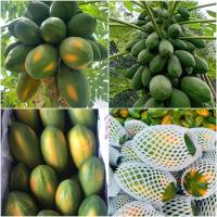 ราคา 100 เมล็ด มะละกอ ผลไม้ Papaya Seeds สายพันธุ์ มะละกอพันธุ์เรดเลดี้ (21166494861)