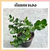 ราคา ต้นมหาเฮง หรือชื่อต้นไม้หีบงาม ในกระถาง 5 6 นิ้ว ไม้สิริมงคล ใบเกลียวฟอร์มสวย แพ็กต้นไม้จัดส่งพร้อมกระถาง (17002270411)