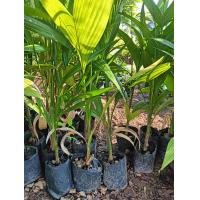 ราคา มะพร้าวสายพันธุ์เตี้ยลูกดกติดลูกไว2 3ปี เริ่มติดผลผลิต หน่อใหญ่ต้นกล้าเเข็งแรงพร้อมปลูก (20938118514)