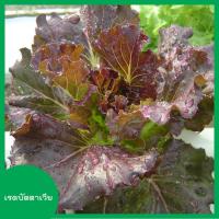 ราคา ผักสลัด 100 300 เมล็ด เมล็ดผักสลัด เมล็ดพันธุ์ผักสลัด ไฮโดรโปนิกส์ homes (6765400942)