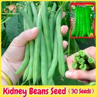ราคา เมล็ดพันธุ์ ถั่วแขก สีเขียว Green Bush Bean Seeds บรรจุ 30 เมล็ด F1 Kidney Beans Seed Organic Vegetable Seeds for Planting เมล็ดพันธุ์ผัก เมล็ดพันธุ์แท้ OP ผักสวนครัว ผักออร์แกนิก พันธุ์ผัก เมล็ดผัก เ