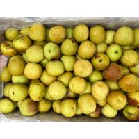 ราคา พุทราช็อกโกแลตตราปลาคู่ เข้าใหม่ king size ลูกใหญ่ เนื้อฟู สด หวาน กรอบ อร่อยมาก (20420778197)