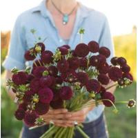 ราคา 1 หน่อ รักเร่ Dahlia Bulbs สายพันธุ์ Moor Place หัวรักเร่ ดอกไม้ หัวหน่อ เหง้า นำเข้า เนเธอร์แลน หัวสดใหม่ (9107943330)