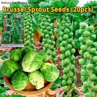 ราคา เมล็ดพันธุ์ กะหล่ำดาว บรรจุ 20 เมล็ด Brussels Sprouts Seed Organic Vegetable Seeds for Planting เมล็ดกะหล่ำบรัสเซลส์ F1 เมล็ดพันธุ์แท้ OP เมล็ดผักสวนครัว เมล็ดพันธุ์ผัก บอนไซ ผักสวนครัว ปลูกผัก ผักออร