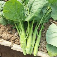 ราคา เมล็ดพันธุ์ เมล็ดคะน้าเห็ดหอม คะน้าต้น 1000 เมล็ด ปลูกง่ายโตเร็ว 10 เเถม 1 คละได้ (10697363245)