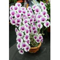 ราคา 30 เมล็ดพันธุ์ เมล็ดกล้วยไม้ ฟาแลนนอปซิส Phalaenopsis Orchids Orchid flower seed อัตราการงอก 80 85 (11650949483)