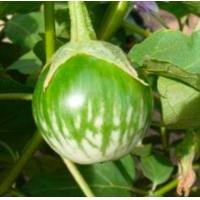 ราคา มะเขือคางกบ เมล็ดพันธุ์ มะเขือคางกบ 0 5 กรัม พันธุ์ลูกดก ขั่วยาว เมล็ดผักสวนครัว เมล็ดผัก มะเขือ เมล็ดพันธุ์มะเขือ (16922580269)