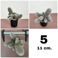 ราคา รีบูเทีย Rebutia ดอกสีชมพู ขนาด 8 10 cm (20030827274)