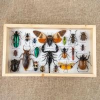 ราคา กรอบรูปแมลงสต๊าฟ กรอบรูปแมลงต่างๆ แมงป่อง แมงมุมสต๊าฟ กรอบรูปไม้ติดผนัง กรอบรูปผีเสื้อสต๊าฟ เพื่อการเรียนรู้ กรอบตกแต่งบ้าน (21016450607)