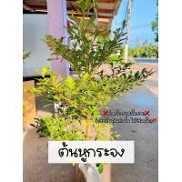 ราคา ต้นหูกระจง ชุด5ต้น กล่อง แผ่บารมี ไม้มงคล ราคาถูก (21121777013)