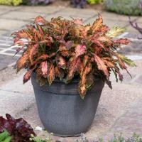 ราคา 20 เมล็ด ฤษีผสม Coleus ฤๅษีผสม ไม้มงคล ต้นไม้เรียกทรัพย์ นำโชค คุ้มครอง สายพันธุ์ Coral Candy (21226880798)