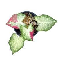 ราคา บอนสี ชายชล Caladium sp chaichon กระถาง 6 นิ้ว (20686806978)