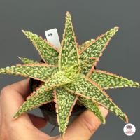 ราคา Aloe Hybrid seedings อโลไฮบริด ไม้เมล็ด 50บาท ทุกต้น ไม้อวบน้ำ กุหลาบหิน cactus succulentหลากหลายสายพันธุ์ (16081617563)
