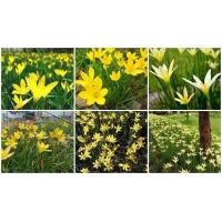 ราคา ว่านขุนแผนสะกดทัพ บัวดิน สีเหลือง Zephyranthes grandiflora 20 หัว ชุด ชื่ออื่นๆ บัวจีน บัวฝรั่ง บัวสวรรค์ หน่อ (7880506421)