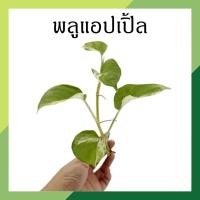 ราคา พลูแอปเปิ้ล พลูแอปเปิ้ลด่าง จำนวน 1 กิ่ง ลายสวย ต้นไม้ฟอกอากาศ ต้นไม้น้ำ ต้นไม้ในร่ม ตกแต่งสวนสวยงาม (11888961671)