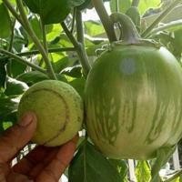 ราคา 50 เมล็ด เมล็ดพันธุ์ มะเขือเปราะยักษ์ พันธุ์หยกภูพาน Yok Poo Pan Giant Eggplant Seed (19558714869)