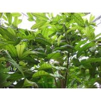 ราคา ต้นพันธุ์ จันกะพ้อ สำหรับปลูก ในถุงดำ 69 บาท ดอกมีกลิ่นหอม (9331856935)