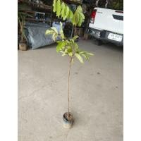 ราคา เงาะโรงเรียน เป็นเงาะที่นิยมปลูกรับประทาน รสหวาน อร่อย กล้าละ 59 บาท (20899700588)