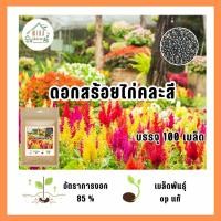 ราคา เมล็ดพันธุ์ดอกสร้อยไก่คะสี บรรจุ 100 เมล็ด (21042235684)