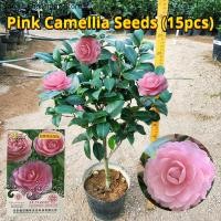 ราคา เมล็ดพันธุ์ คามิเลีย ดอกสีชมพู บรรจุ 15 เมล็ด Pink Camellia Flower Seeds for Planting เมล็ดดอกไม้ บอนสีพันหายาก ต้นไม้มงคล บอนสี เมล็ดบอนสี บอนไซ ต้นไม้ ไม้ประดับมงคล ดอกไม้จริง ต้นบอนไซ พันธุ์ดอกไม้ 