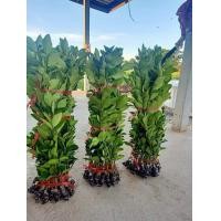 ราคา ขายกิ่งพันธุ์มะนาวแป้นสุขประเสริฐกิ่งละ 68บาทเปลือกบางน้ำเยอะทนโรคแคงเกอร์กลิ่นหอมเมล็ดน้อยกิ่งพันธุ์ 60 90 cm ปลูกง่ายโตเร็วพันธุ์แท้สั่งได้ครับ (11216219650)