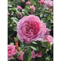 ราคา ต้นกุหลาบ ดอกสีชมพู กุหลาบเลื้อย จัดส่งพร้อมถุงชำ (19287395709)