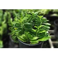 ราคา บันไดเศรษฐี ต้นบันไดเศรษฐี สวนเขาหมาก รับประกันสินค้า ต้นไม้มงคล ต้นไม้ฟอกอากาศ กระถาง3นิ้ว บรรไดเศรษฐี (6397810929)