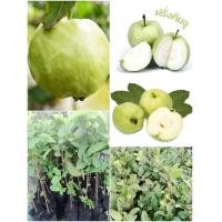 ราคา ต้นฝรั่งกิมจูแบบกิ่งตอนสูง 70 85 cm ฝรั่งกิมจูจะเปลือกบางรสชาติหวานกรอบอร่อย (16529356788)