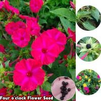 ราคา Good Seed เมล็ดพันธุ์ดอกไม้พร้อมส่ง เมล็ดพันธุ์ดอกไม้โฟร์โอคลาค ปลูกง่าย ราคาถูก เมล็ดพันธุ์ดอกไม้สด 100 บรรจุถุงละ 100 เมล็ด เมล็ดพันธุ์ดอกไม้ผสมสี เมล็ดพันธุ์ดอกไม้ปลูกได้ทั่วไทย แท้ 100 อัตราการงอ 