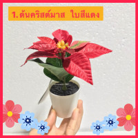 ราคา LuckyWd ต้นไม้กระถางประดิษฐ์ คริสมาสต์ แดง ต้นไม้ปลอมพร้อมกระถาง ต้นไม้มงคล ไซส์มินิสูง 13 18 ซม ดอกไม้ปลอม ดอกไม้มงคล กระถางพลาสติก กระถาง กระถางปลูกต้นไม้ กระถางขนาดเล็ก ใหญ่ กระถางประดิษฐ์ กระถางต้