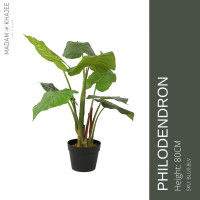 ราคา Philodendron 80 CM ต้นฟิโลเดนดรอน 80 ซม (7820115952)