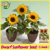 ราคา เมล็ดพันธุ์ ทานตะวันแคระ ทานตะวัน ทานตะวันกระถาง บรรจุ 5 เมล็ด Dwarf Sunflower Seed Flower Seeds for Planting เมล็ดดอกไม้ เมล็ดบอนสี ต้นไม้มงคล บอนสี ดอกไม้ปลูกสวยๆ เมล็ดพันธุ์ดอกไม้ ไม้ประดับ พันธุ์ด