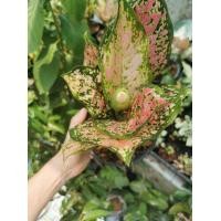 ราคา ต้นทรัพย์มงคล ตระกูลอโกลนีมา Aglaonema ไม้มงคล ค้าขายร่ำรวย เรียกลูกค้า มีดอกตามรูปแล้วทุกต้น จัดส่งพร้อมกระถาง 6 5 นิ้ว ลำต้นสูงรวมใบ 22 27 ซม (20977004930)