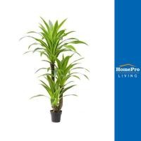 ราคา HomePro ต้นวาสนาประดิษฐ์ 160 ซม แบรนด์ SPRING (17648660616)