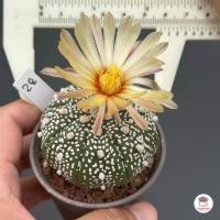 ราคา แอสโตรไฟตัม คาบูโตะ Astrophytum Kabuto แคคตัส กระบองเพชร cactus succulent (19364967137)