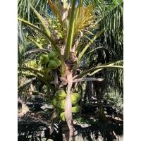 ราคา หน่อพันธุ์มะพร้าวน้ำหอม (21304714728)