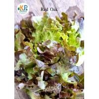 ราคา ผักสลัดอินทรีย์ Organic salad vegetables (19546026760)