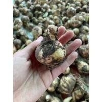 ราคา ว่านเสี่ยงทาย ไม้ประดับ ไม้มงคลหัวว่าน ว่านเศรษฐีน้ำเต้าทอง เด่นในเรื่องของโชคลาภ ว่านมหามงคล ว่านระฆังทอง (8467277390)