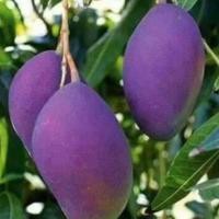 ราคา ต้นมะม่วงน้ำดอกไม้สีม่วง ต้นสูง 60 90 ซม เกิดจากการผสมระหว่างมะม่วงน้ำดอกไม้เบอร์ 4 ปากน้ำ กับมะม่วงหงจูของไต้หวัน จนเกิดเป็นมะม่วงที่มีลักษณะพิเศษ ผลสุกหวานหอมเป็นเอกลักษณ์ เมล็ดบางเล็ก ต้นแข็งแรงทุก