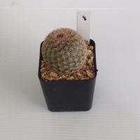 ราคา แมมมิลลาเรีย Mammillaria แมมเรนโบว์ แคคตัส กระบองเพชร MA03 (21300721326)