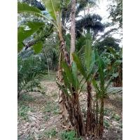 ราคา หน่อกล้วยเล็บมือนางขายหน่อละ (12169809015)