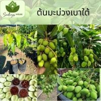 ราคา ต้นมะม่วงเบาใต้ สูง 60 80ซม ต้นมะม่วงที่ให้ผลผลิตสูง รสเปรี้ยว (20879471689)