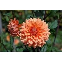 ราคา 1 หน่อ รักเร่ Dahlia Bulbs สายพันธุ์ Renato Tosio หัวรักเร่ ดอกไม้ หัวหน่อ เหง้า นำเข้า เนเธอร์แลน หัวสดใหม่ (9107930399)