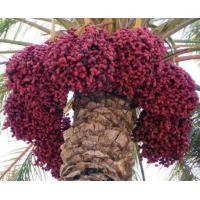 ราคา ต้นอินทผลัม Hayany ฮายานี่ อินทผลัม นิยมกินสด สุก แห้ง ขนาด 35 40 ซม (20978953925)