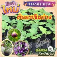 ราคา ต้นมะเขือม่วง มะเขือม่วงยาวเหมือนหลอดไฟ ผลของมะเขือมีสีม่วงสีสวย ต้นเล็กแต่ผลดกทุกปีเต็มต้นเนื้อหวานกรอบ 1ต้น แพ็ค (11115074870)